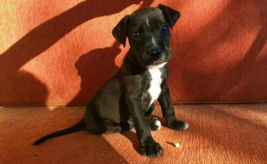 Αίσωπος Φιλοζωικό Σωματείο -1ora