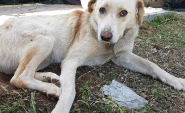 Αίσωπος Φιλοζωικό Σωματείο -1ora