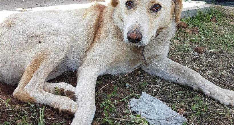 Αίσωπος Φιλοζωικό Σωματείο -1ora