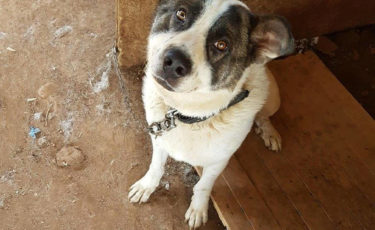 Αίσωπος Φιλοζωικό Σωματείο -1ora