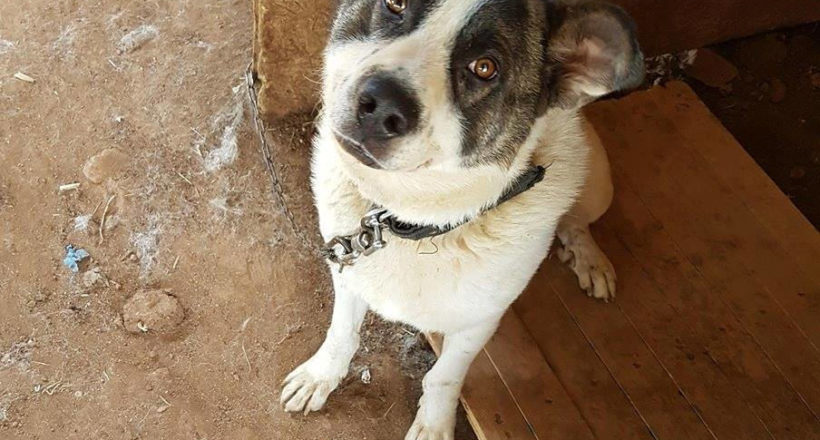 Αίσωπος Φιλοζωικό Σωματείο -1ora