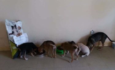 Αίσωπος Φιλοζωικό Σωματείο -1ora