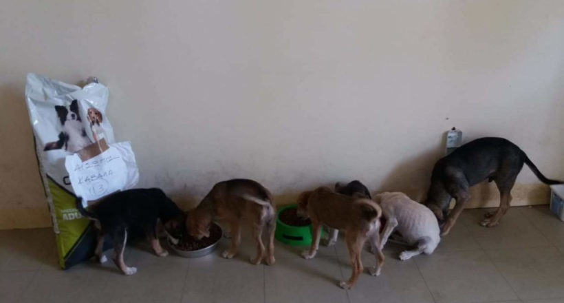 Αίσωπος Φιλοζωικό Σωματείο -1ora