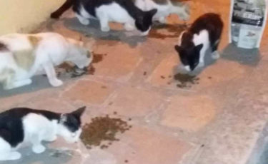 Αίσωπος Φιλοζωικό Σωματείο -1ora