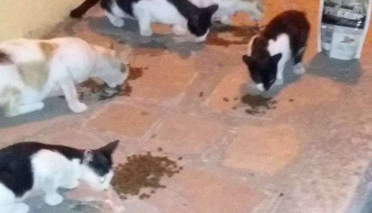 Αίσωπος Φιλοζωικό Σωματείο -1ora