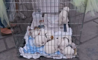 Αίσωπος Φιλοζωικό Σωματείο -1ora