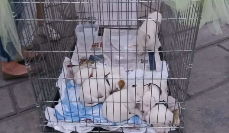 Αίσωπος Φιλοζωικό Σωματείο -1ora