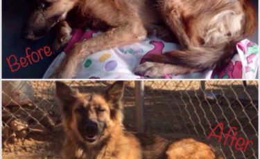 Η Κιβωτός του Θοδωρή - 1 Ora GR