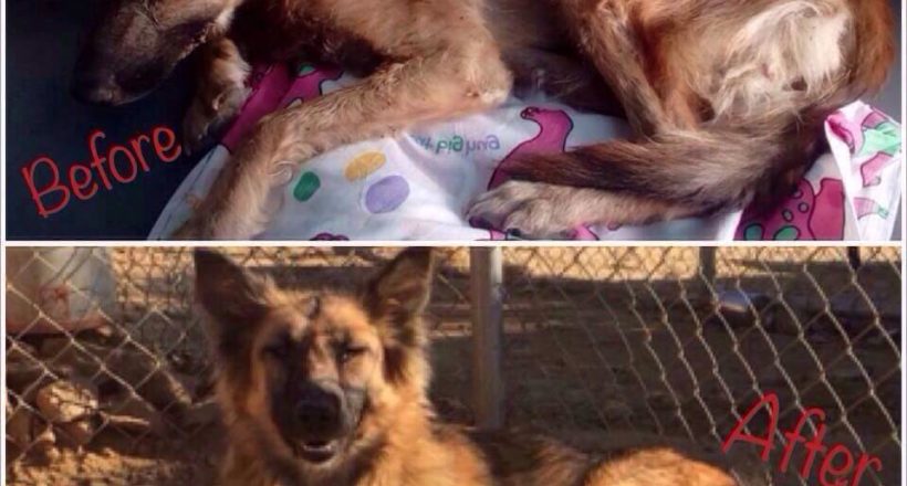 Η Κιβωτός του Θοδωρή - 1 Ora GR