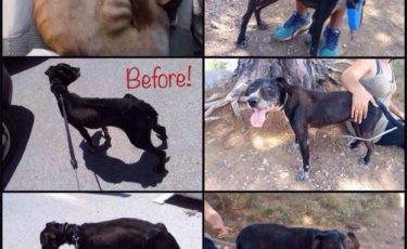 Η Κιβωτός του Θοδωρή - 1 Ora GR