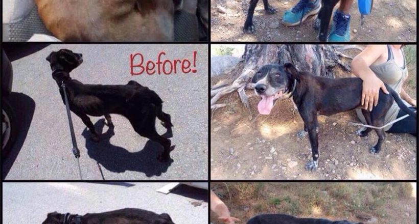 Η Κιβωτός του Θοδωρή - 1 Ora GR