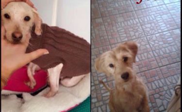 Η Κιβωτός του Θοδωρή - 1 Ora GR