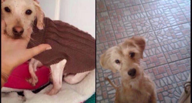 Η Κιβωτός του Θοδωρή - 1 Ora GR