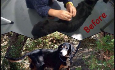 Η Κιβωτός του Θοδωρή - 1 Ora GR