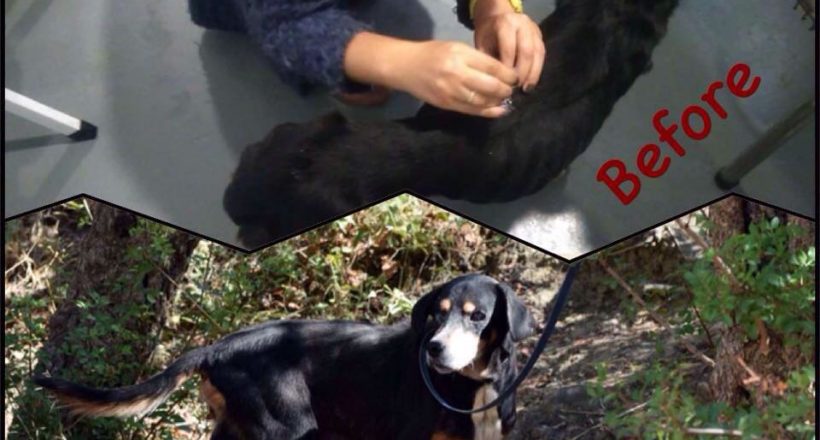 Η Κιβωτός του Θοδωρή - 1 Ora GR