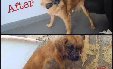 Η Κιβωτός του Θοδωρή - 1 Ora GR