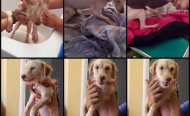 Η Κιβωτός του Θοδωρή - 1 Ora GR