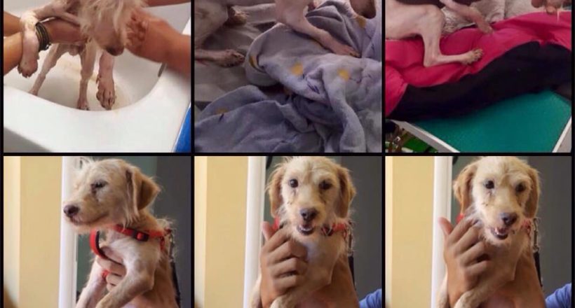 Η Κιβωτός του Θοδωρή - 1 Ora GR