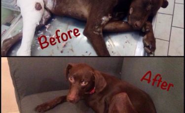 Η Κιβωτός του Θοδωρή - 1 Ora GR