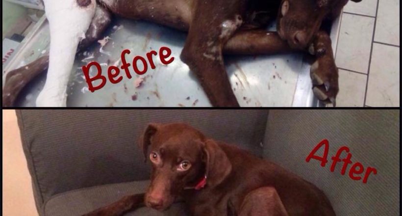 Η Κιβωτός του Θοδωρή - 1 Ora GR