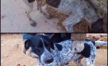 Η Κιβωτός του Θοδωρή - 1 Ora GR