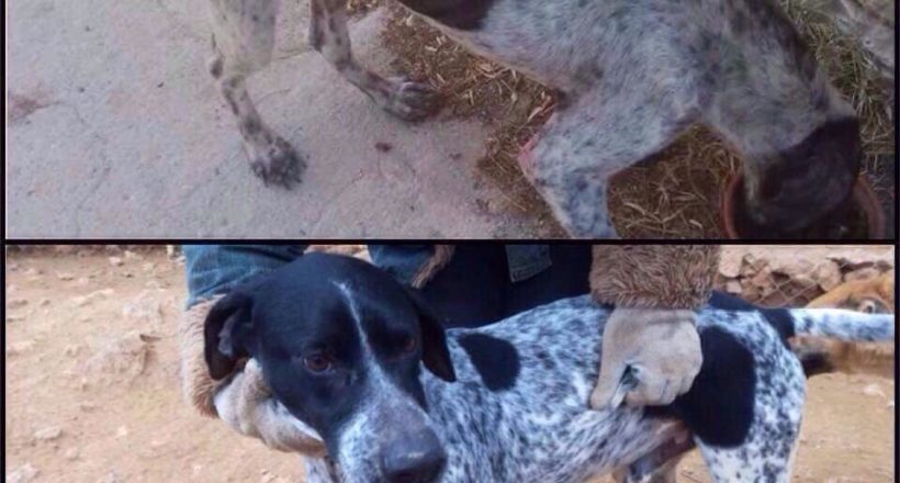 Η Κιβωτός του Θοδωρή - 1 Ora GR