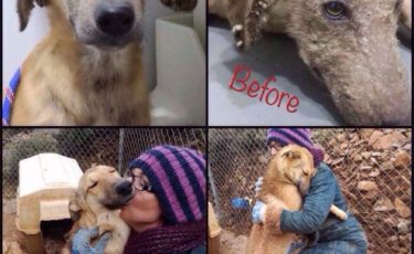 Η Κιβωτός του Θοδωρή - 1 Ora GR