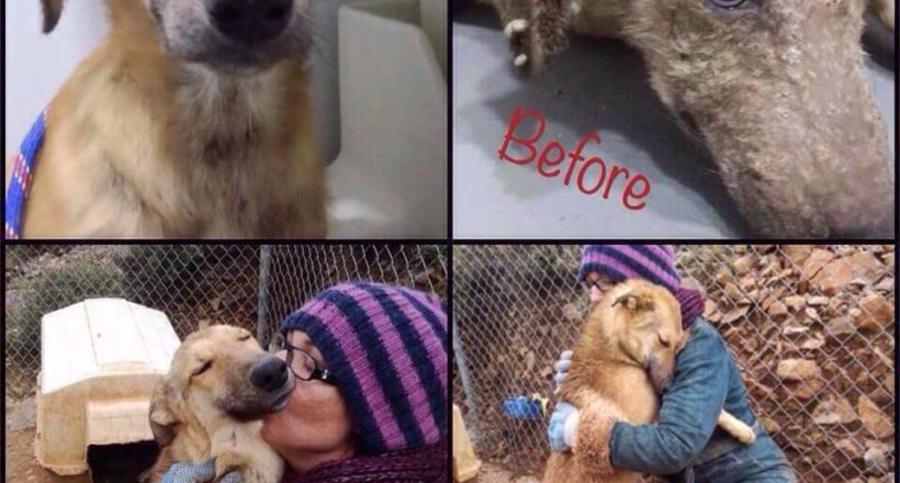 Η Κιβωτός του Θοδωρή - 1 Ora GR