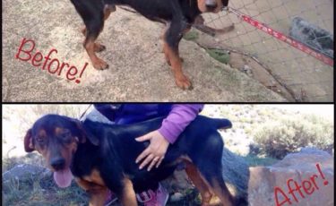 Η Κιβωτός του Θοδωρή - 1 Ora GR