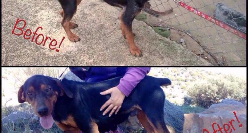 Η Κιβωτός του Θοδωρή - 1 Ora GR