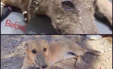 Η Κιβωτός του Θοδωρή - 1 Ora GR