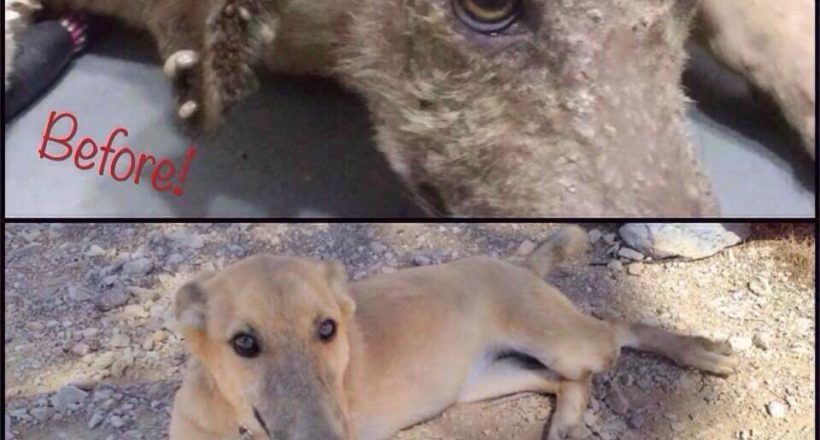 Η Κιβωτός του Θοδωρή - 1 Ora GR