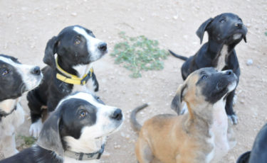 Μεριμνώ Φιλοζωικό Σωματείο - 1ora