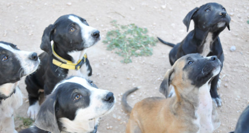 Μεριμνώ Φιλοζωικό Σωματείο - 1ora