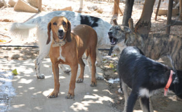 Μεριμνώ Φιλοζωικό Σωματείο - 1ora