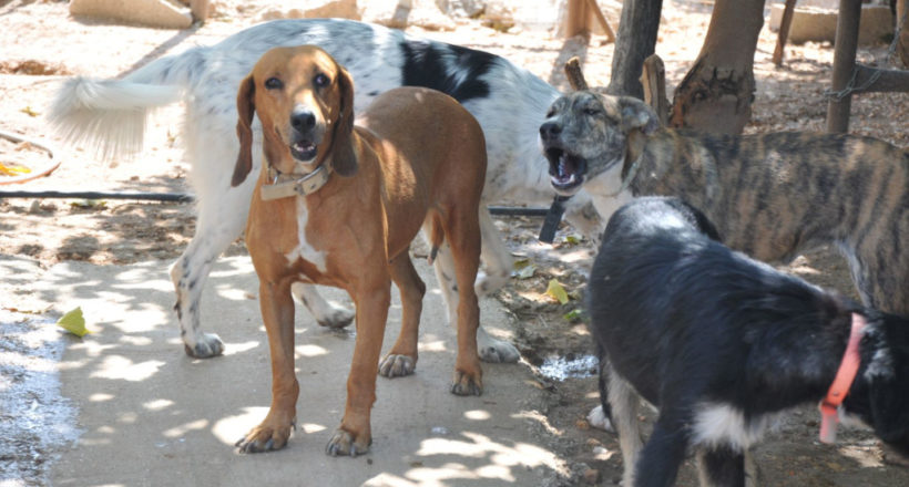 Μεριμνώ Φιλοζωικό Σωματείο - 1ora