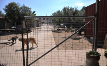 Μεριμνώ Φιλοζωικό Σωματείο - 1ora