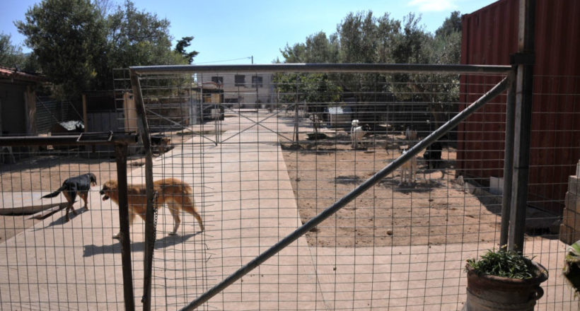 Μεριμνώ Φιλοζωικό Σωματείο - 1ora